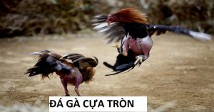 Đá gà cựa tròn